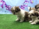 Resmi̇ Üreti̇ci̇den Shi̇h Tzu Yavrular