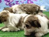 RESMİ ÜRETİCİDEN SHİH TZU YAVRULAR