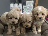  MALTİPOO YAVRULAR