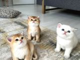 GOLDEN BRITISH SHORTHAIR YAVRULARIMIZ