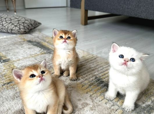 Golden British Shorthair Yavrularimiz