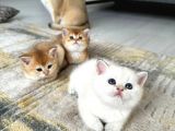 Golden British Shorthair Yavrularimiz