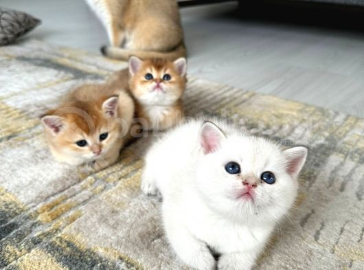Golden British Shorthair Yavrularimiz görsel