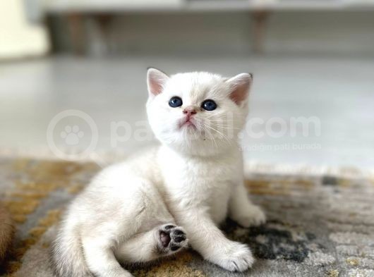 Golden British Shorthair Yavrularimiz görsel