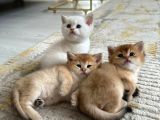 Golden British Shorthair Yavrularimiz