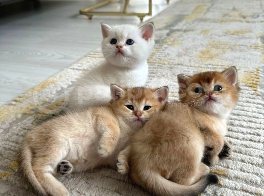 Golden British Shorthair Yavrularimiz görsel