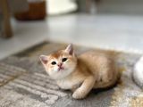 Golden British Shorthair Yavrularimiz