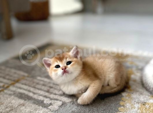 Golden British Shorthair Yavrularimiz görsel