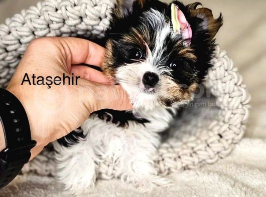 Biewer Yorkshire Uygun
