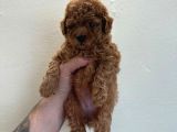 Mini Boy Poodle Yavrular 