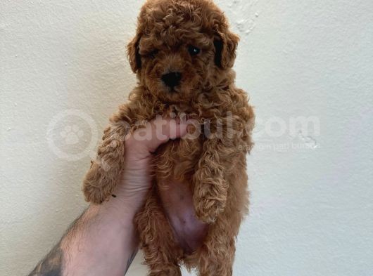 Mini Boy Poodle Yavrular  görsel