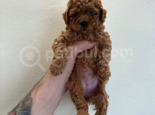 Mini Boy Poodle Yavrular 