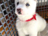 Husky Kız Bebekler