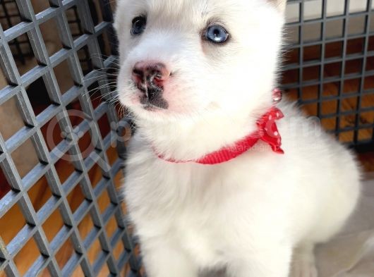 Husky Kız Bebekler görsel