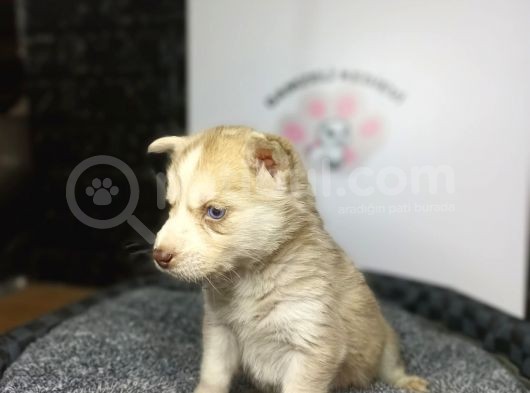 Sibirya Kurdu Yavrularımız Evinizin Neşesi Olacaktır görsel