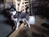 Dişi HUSKY