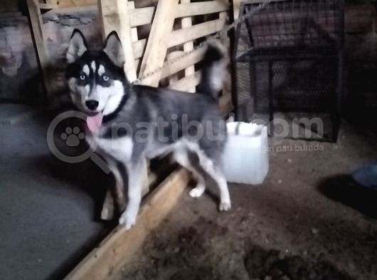 Dişi Husky