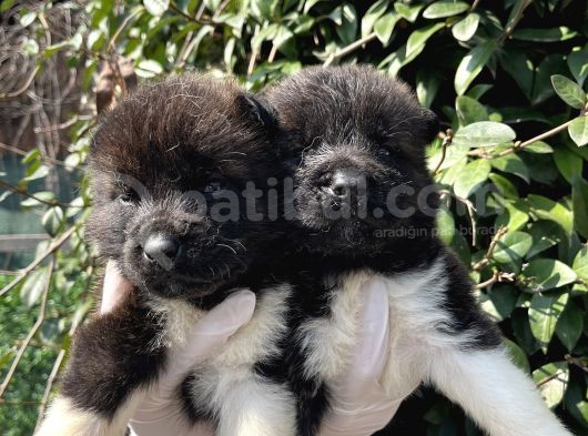 Amerikan Akita Dişi Yavrular