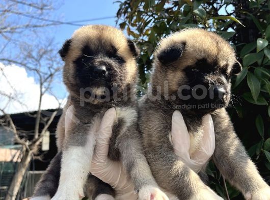 Amerikan Akita Dişi Yavrular görsel