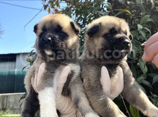 Amerikan Akita Dişi Yavrular görsel