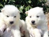 Kar Beyaz Samoyed Yavrularımız