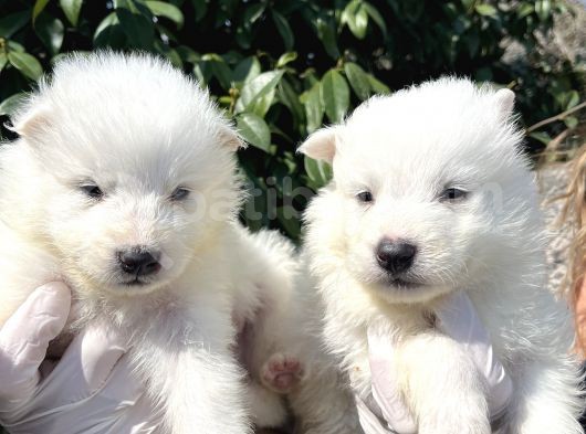 Kar Beyaz Samoyed Yavrularımız görsel