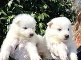 Kar Beyaz Samoyed Yavrularımız