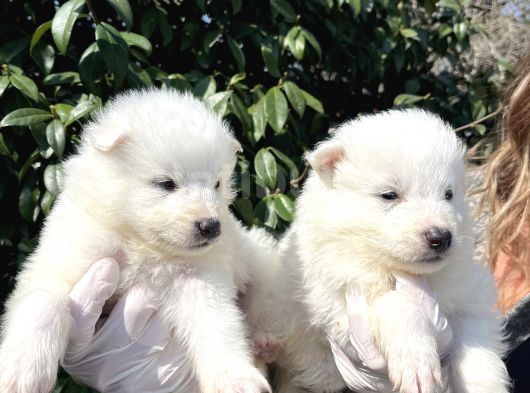 Kar Beyaz Samoyed Yavrularımız görsel