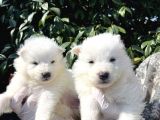 Kar Beyaz Samoyed Yavrularımız