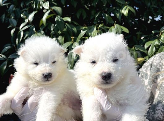 Kar Beyaz Samoyed Yavrularımız görsel