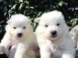 Kar Beyaz Samoyed yavrularımız