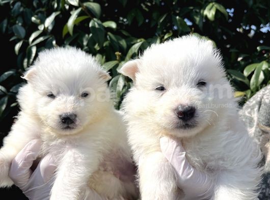 Kar Beyaz Samoyed Yavrularımız