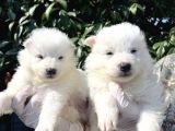 Kar Beyaz Samoyed Yavrularımız