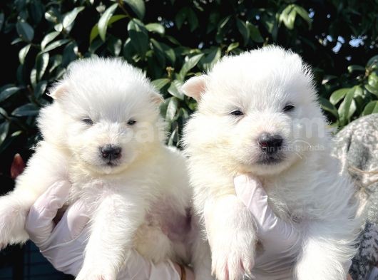 Kar Beyaz Samoyed Yavrularımız görsel