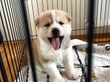 Japon Akita Yavrularımız
