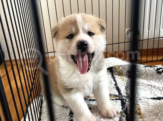 Japon Akita Yavrularımız