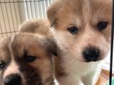 Japon Akita Yavrularımız