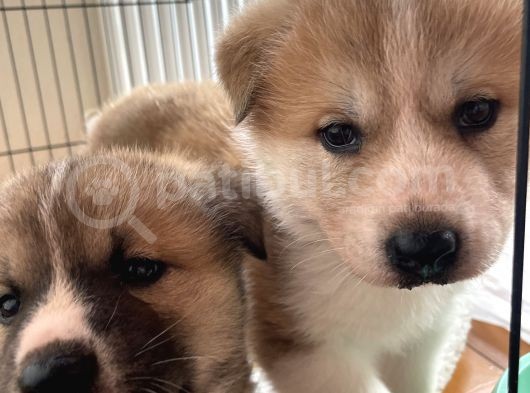 Japon Akita Yavrularımız görsel