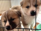 Japon Akita Yavrularımız