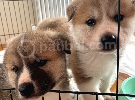 Japon Akita Yavrularımız görsel