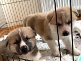 Japon Akita Yavrularımız