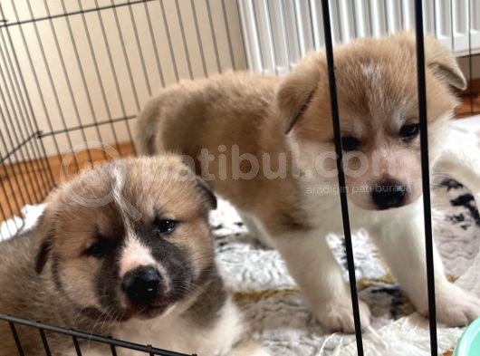 Japon Akita Yavrularımız görsel