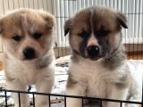 Japon Akita Yavrularımız