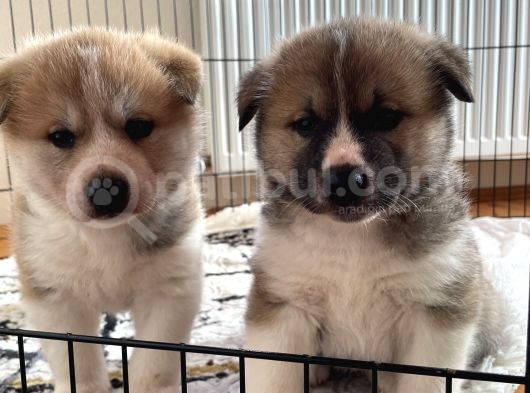 Japon Akita Yavrularımız görsel