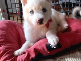 Husky Kız Bebekler