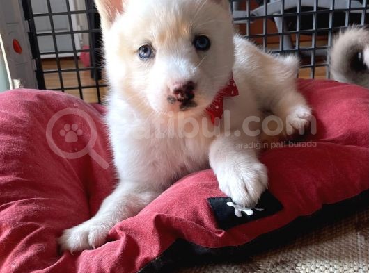 Husky Kız Bebekler görsel