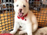 Husky Kız Bebekler