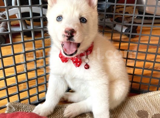 Husky Kız Bebekler görsel