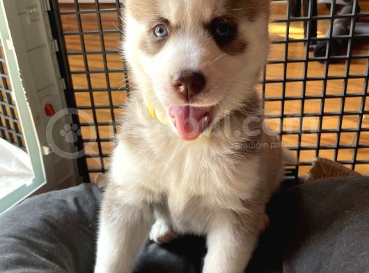 Husky Kız Bebekler