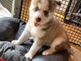 Husky Kız Bebekler